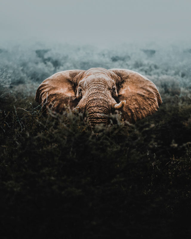 Leia mais sobre o artigo Donal Boyd – O último elefante africano